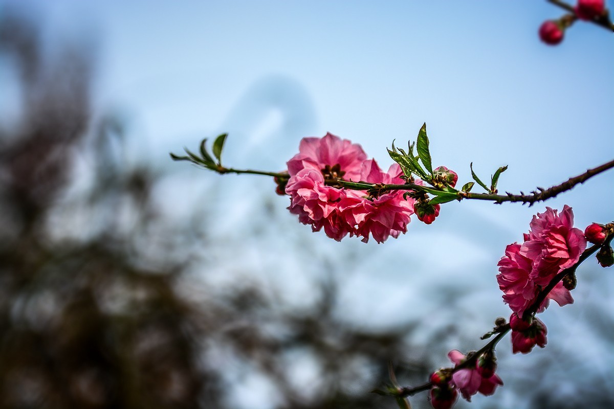 一样桃花异样情——碧桃花