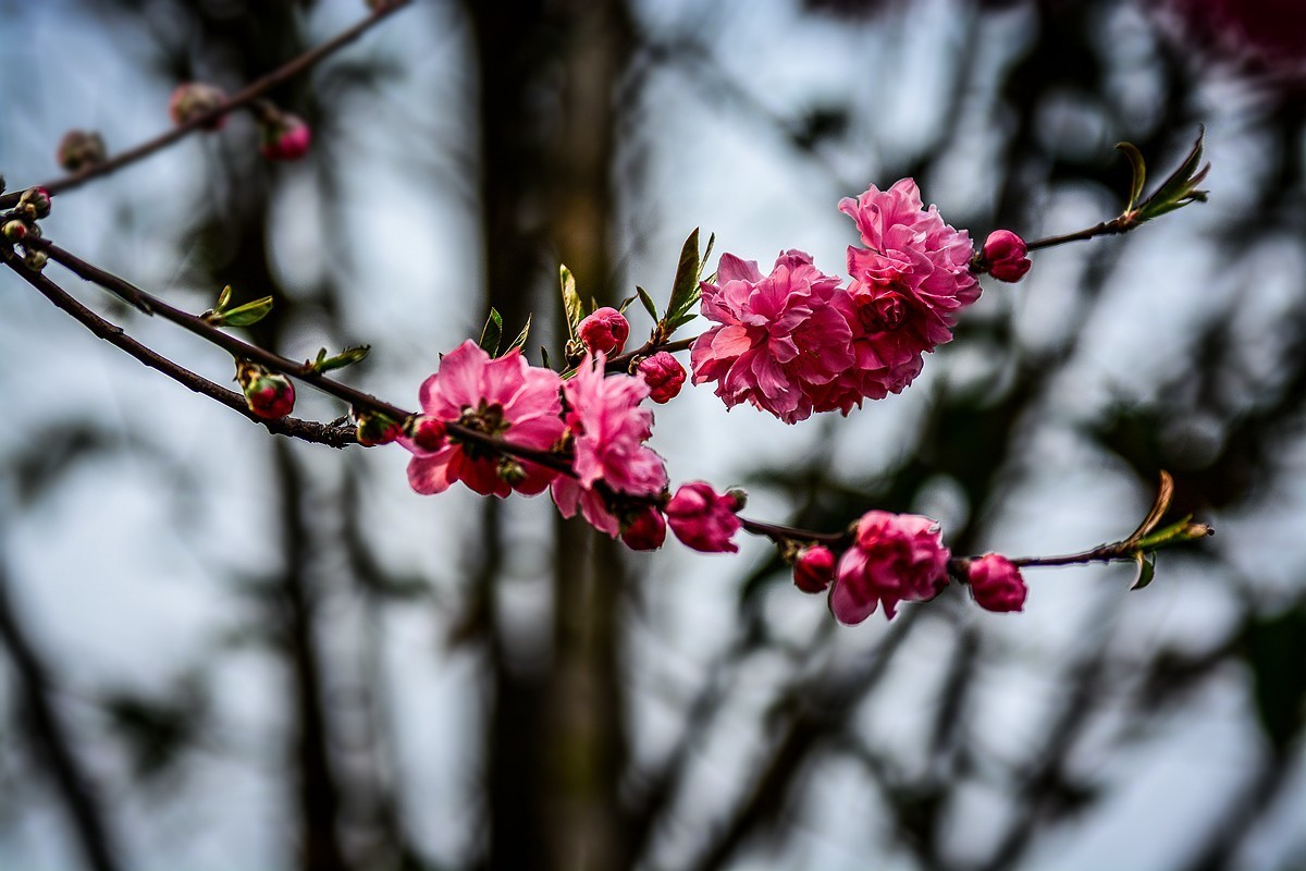 一样桃花异样情——碧桃花