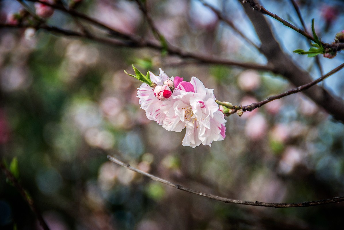 一样桃花异样情——碧桃花