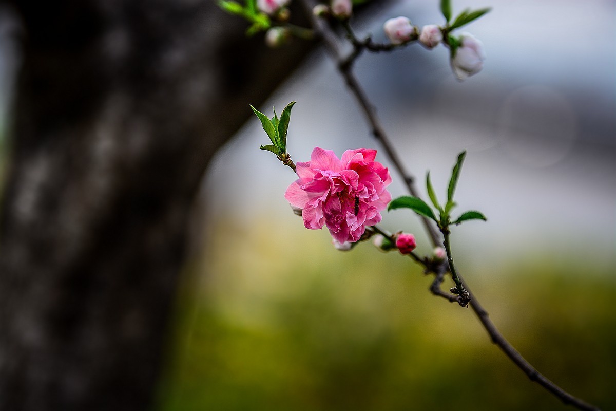 一样桃花异样情——碧桃花