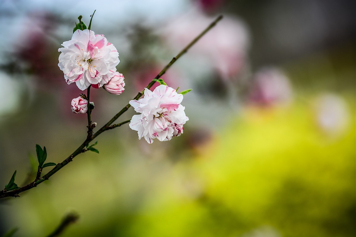 一样桃花异样情——碧桃花