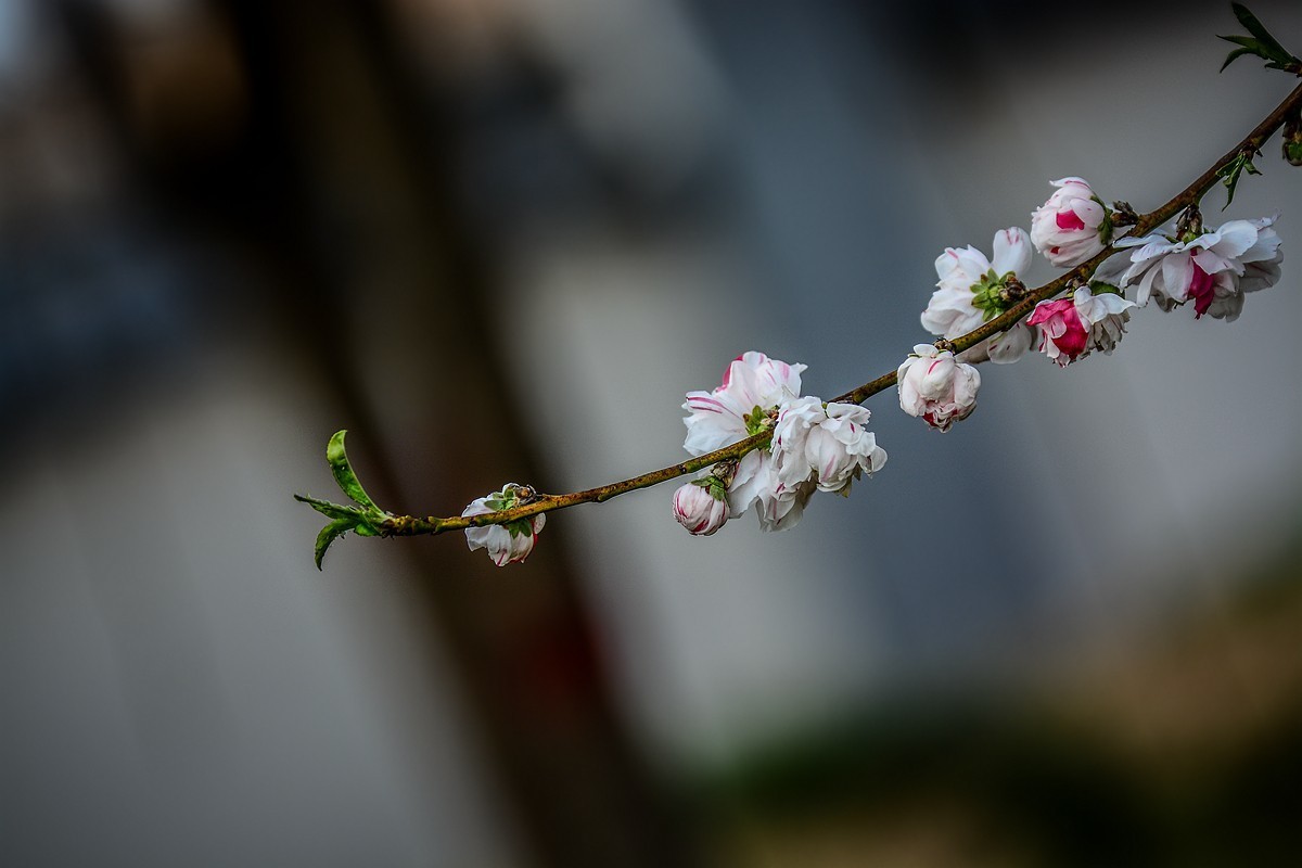 一样桃花异样情——碧桃花