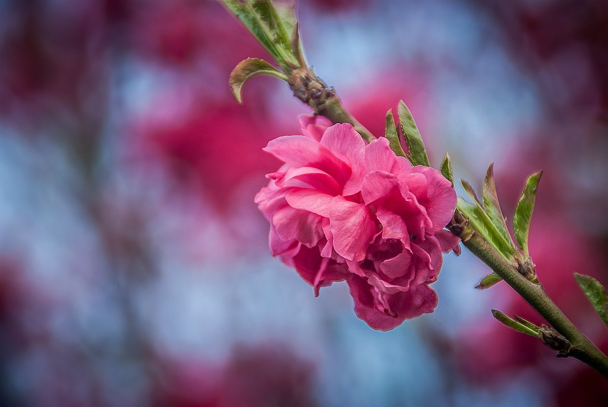 一样桃花异样情——碧桃花