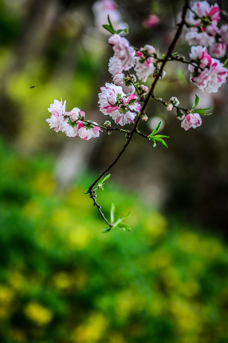 一样桃花异样情——碧桃花