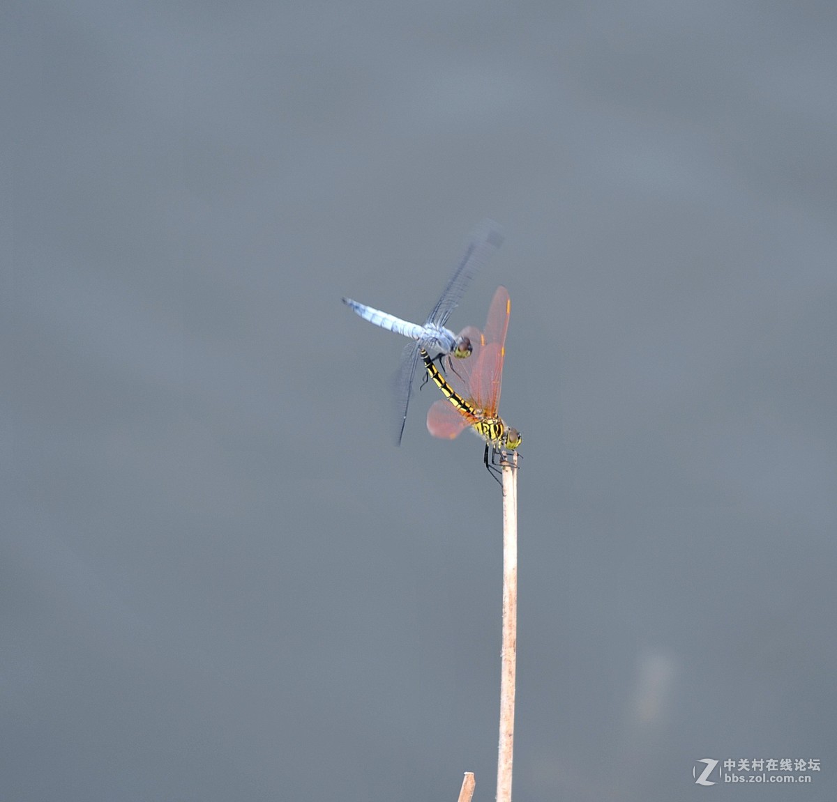 穿花蛱蝶深深见，点水蜻蜓款款飞