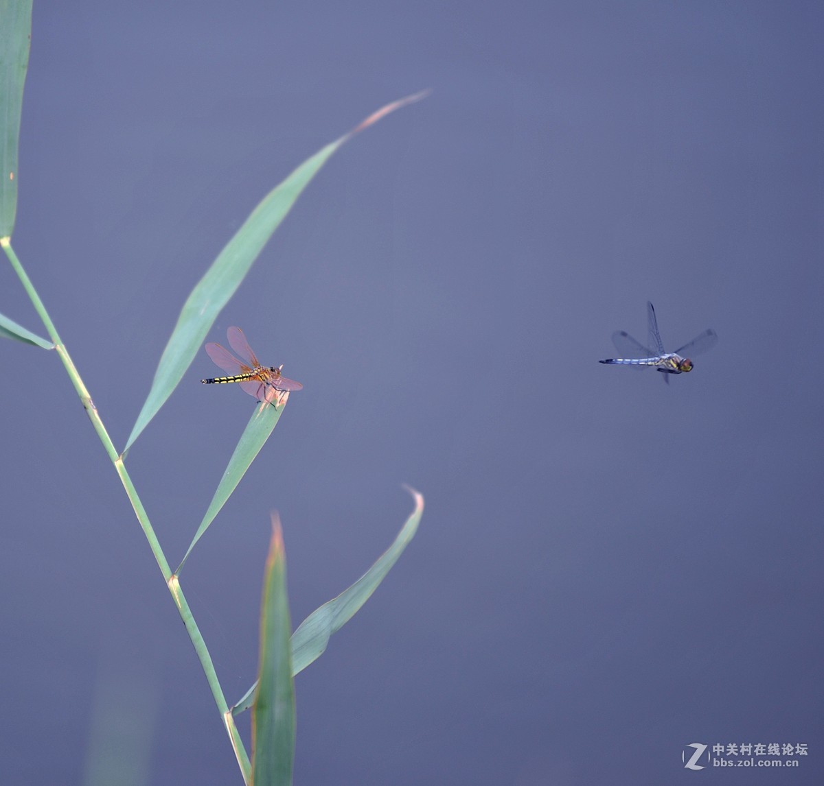 穿花蛱蝶深深见，点水蜻蜓款款飞