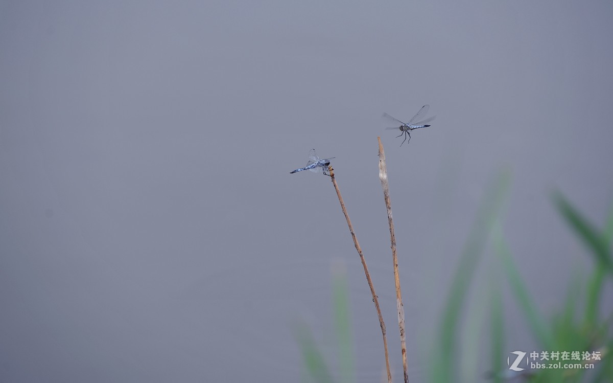 穿花蛱蝶深深见，点水蜻蜓款款飞