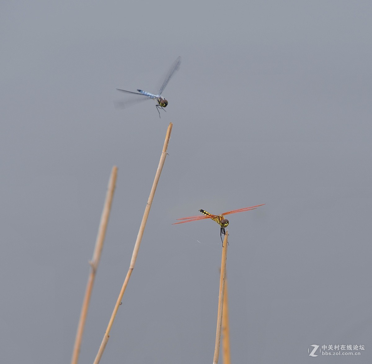 穿花蛱蝶深深见，点水蜻蜓款款飞