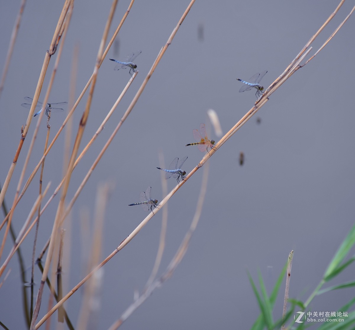 穿花蛱蝶深深见，点水蜻蜓款款飞