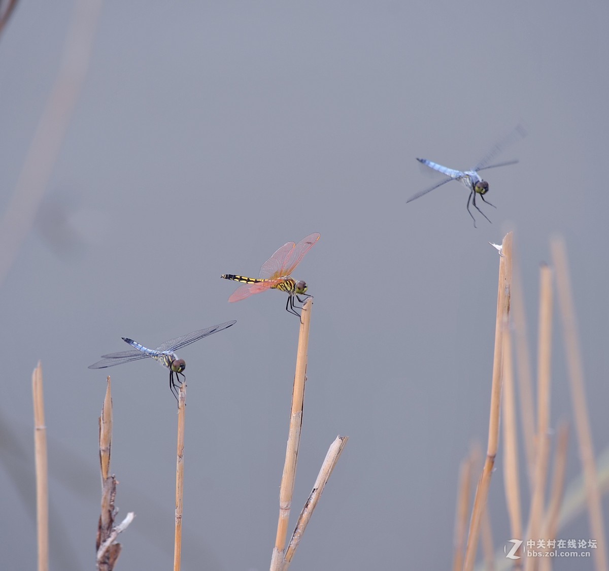 穿花蛱蝶深深见，点水蜻蜓款款飞