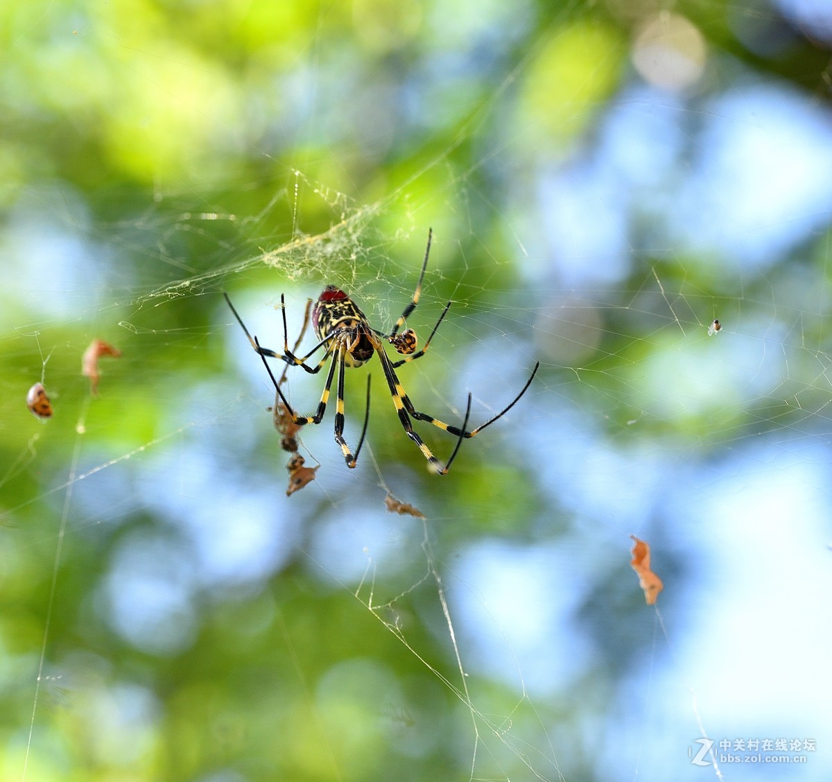长白岛拍摄奇异的棒络新妇蜘蛛（有的蛛体上有清晰可辨的VBd英文字母）