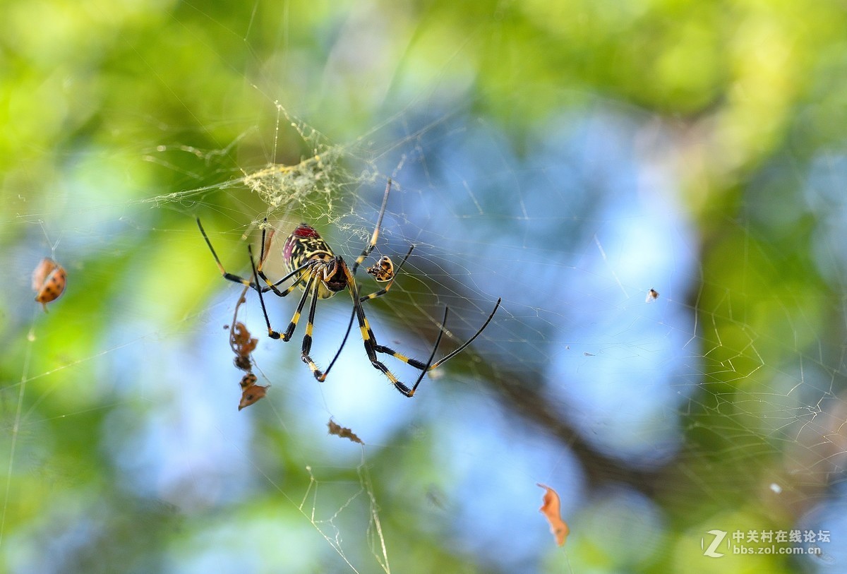 长白岛拍摄奇异的棒络新妇蜘蛛（有的蛛体上有清晰可辨的VBd英文字母）