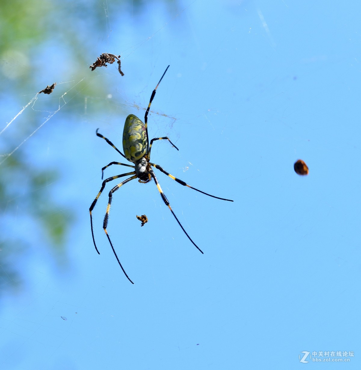 长白岛拍摄奇异的棒络新妇蜘蛛（有的蛛体上有清晰可辨的VBd英文字母）