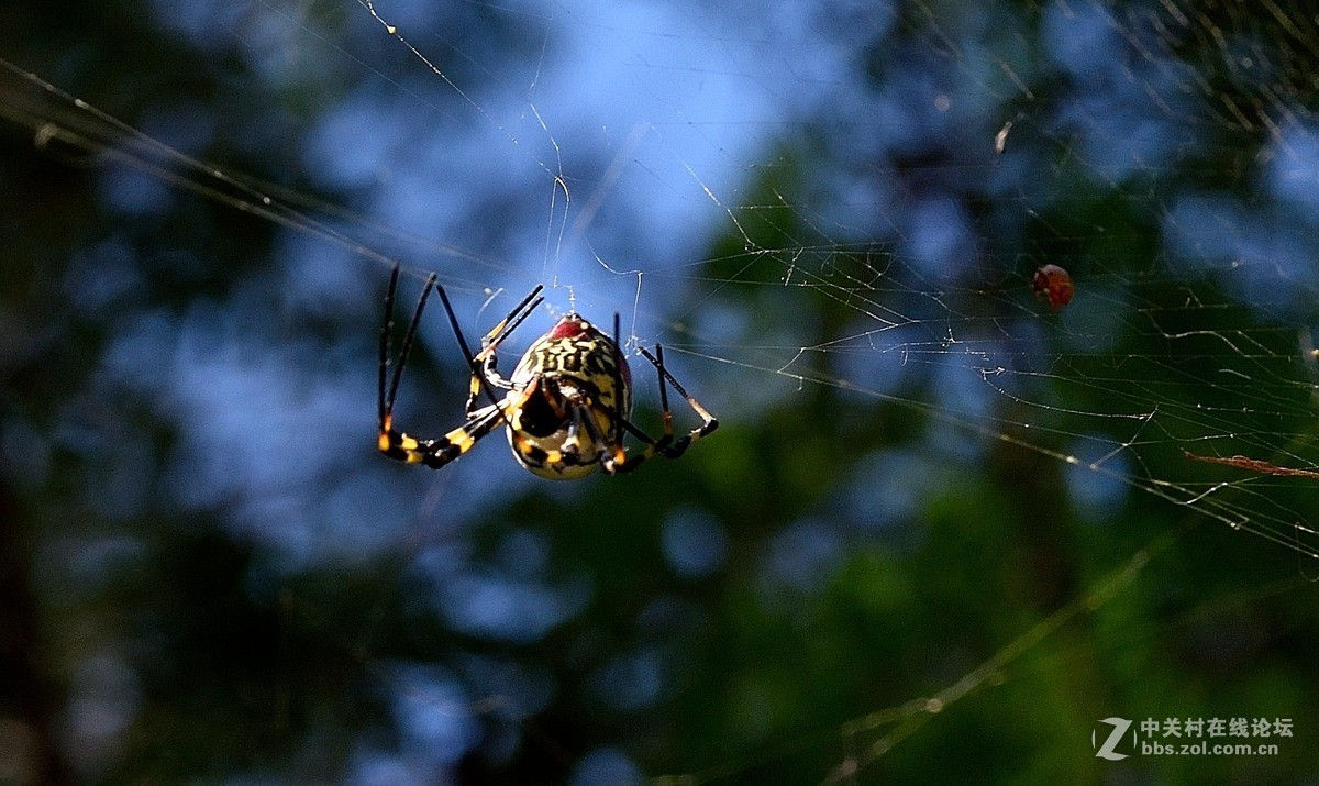 长白岛拍摄奇异的棒络新妇蜘蛛（有的蛛体上有清晰可辨的VBd英文字母）