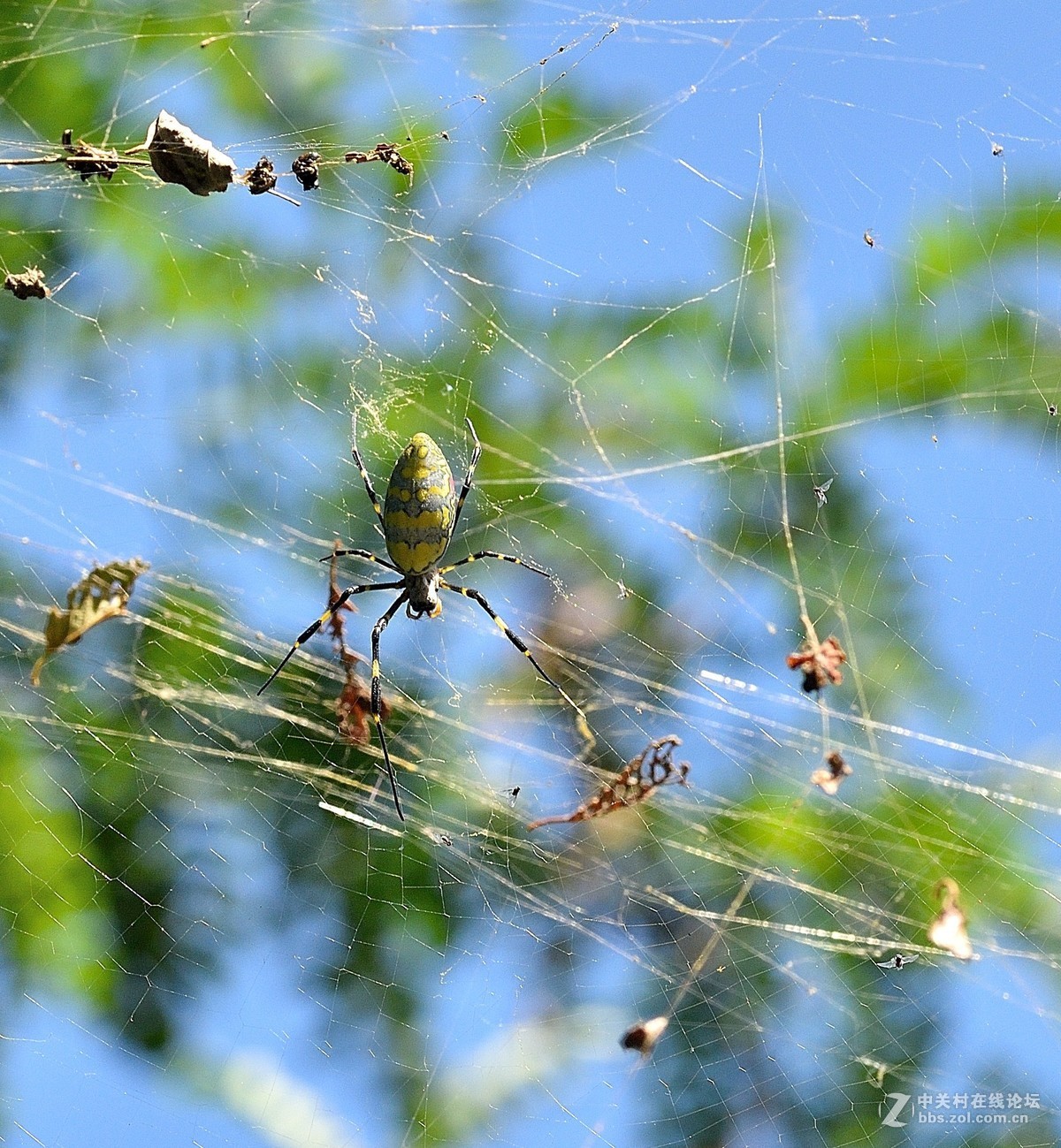 长白岛拍摄奇异的棒络新妇蜘蛛（有的蛛体上有清晰可辨的VBd英文字母）