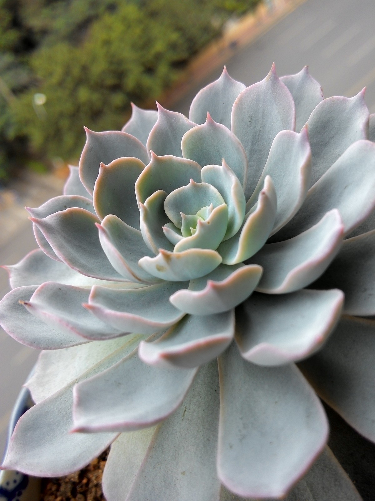 手机拍我的多肉！分享一下种植经验！