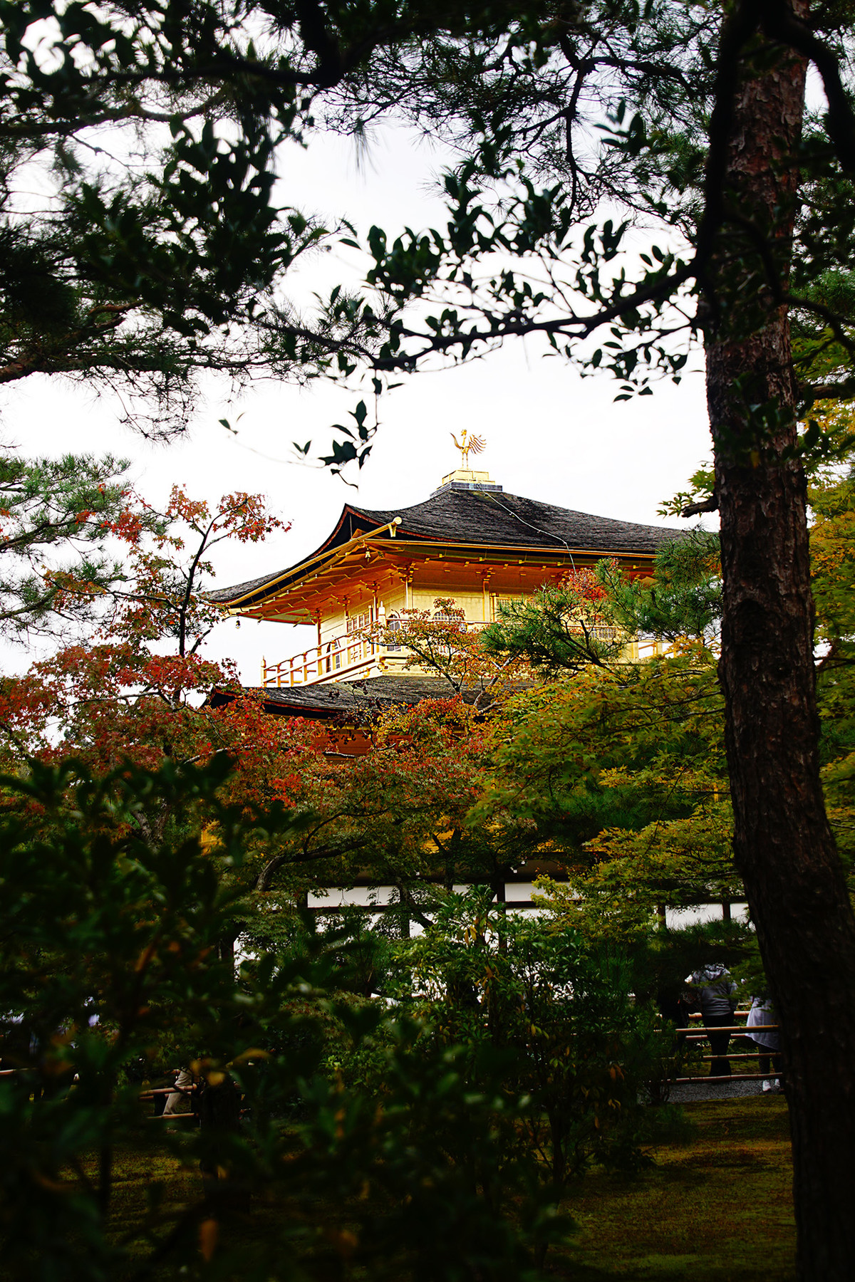 日本观光金阁寺