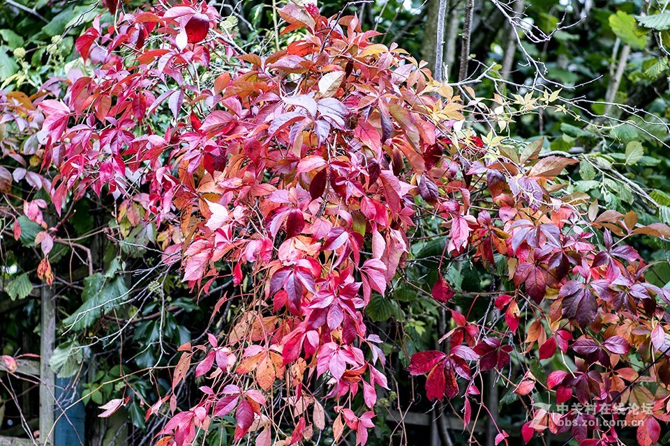 这只镜头你觉得如何（交流）