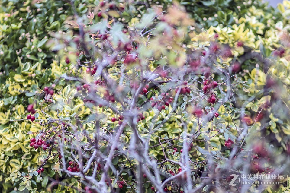 这只镜头你觉得如何（交流）