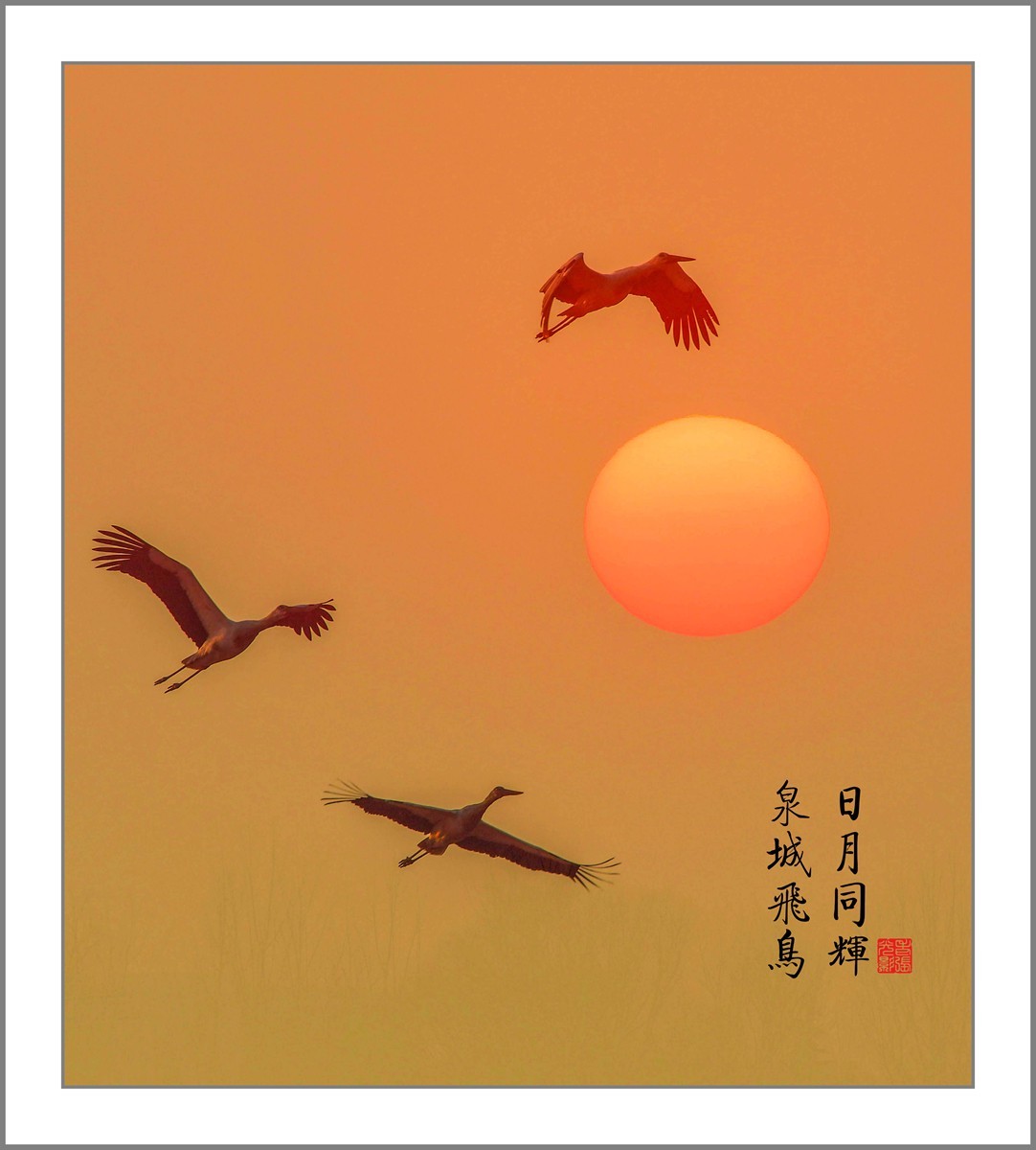 老张光影黄河飞鹭日月同辉