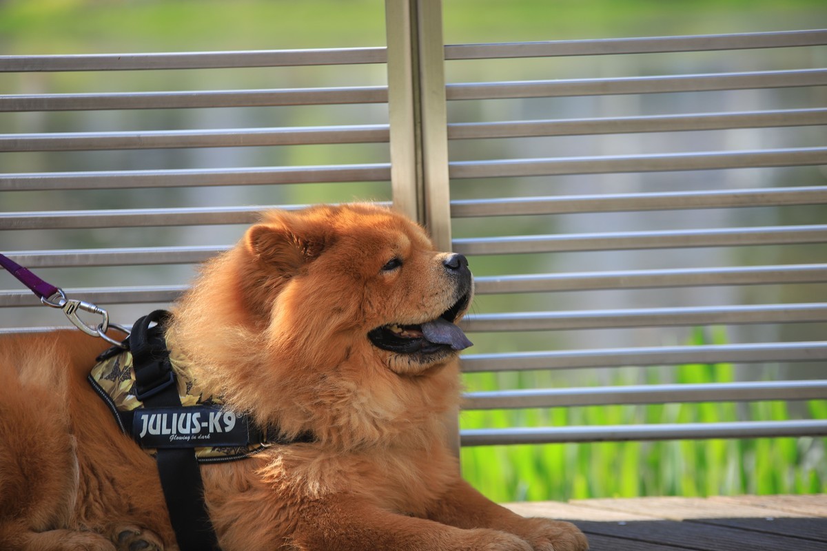 松狮，标致性的蓝色舌头