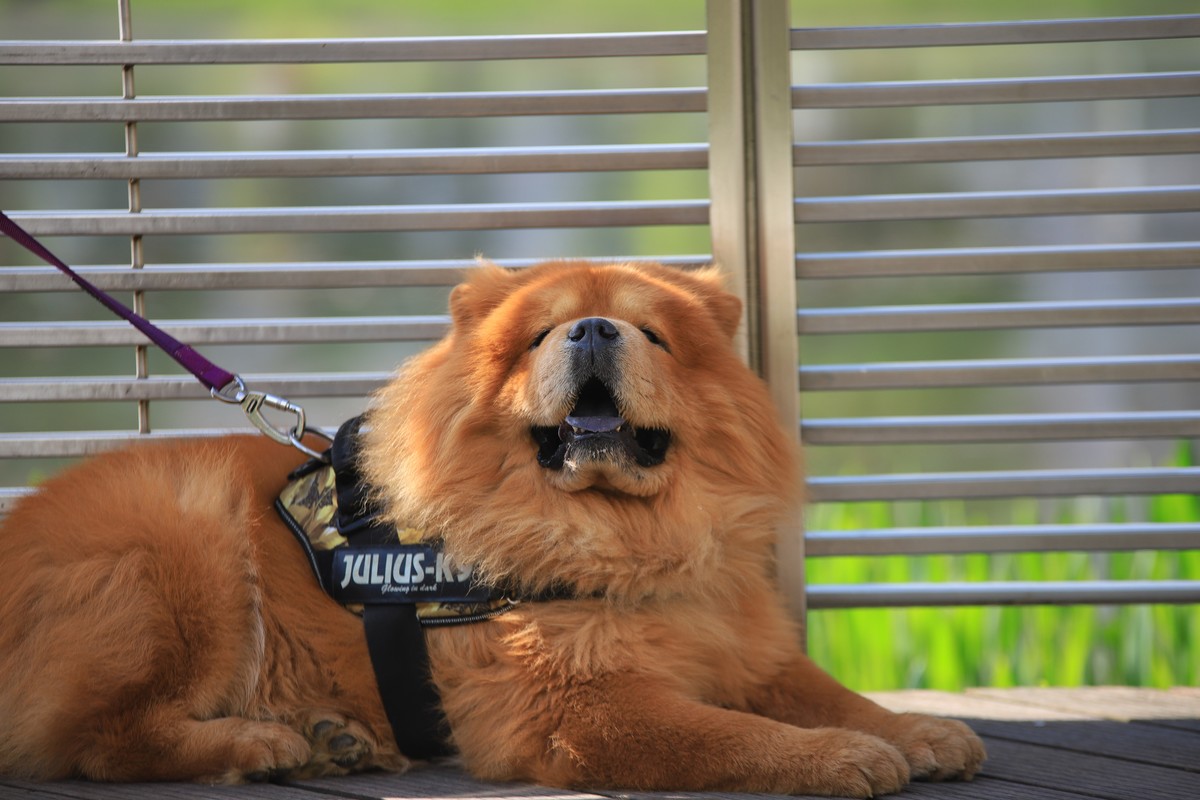 松狮，标致性的蓝色舌头