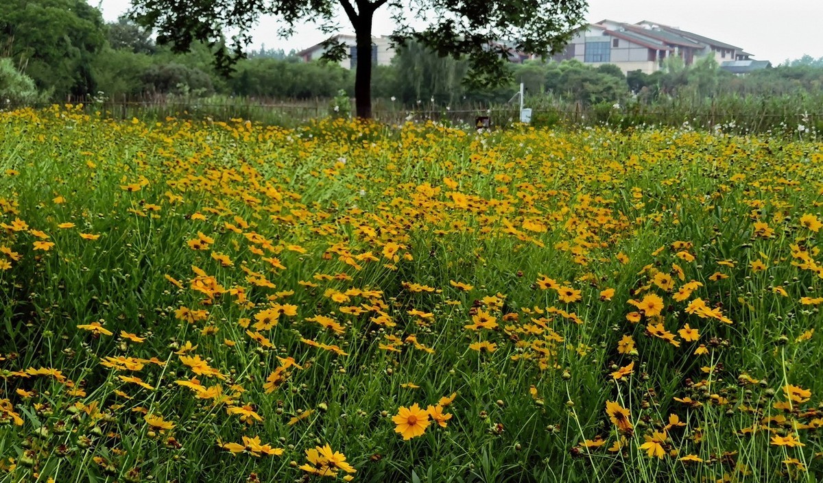 江苏省昆山市花桥天福国家生态湿地公园