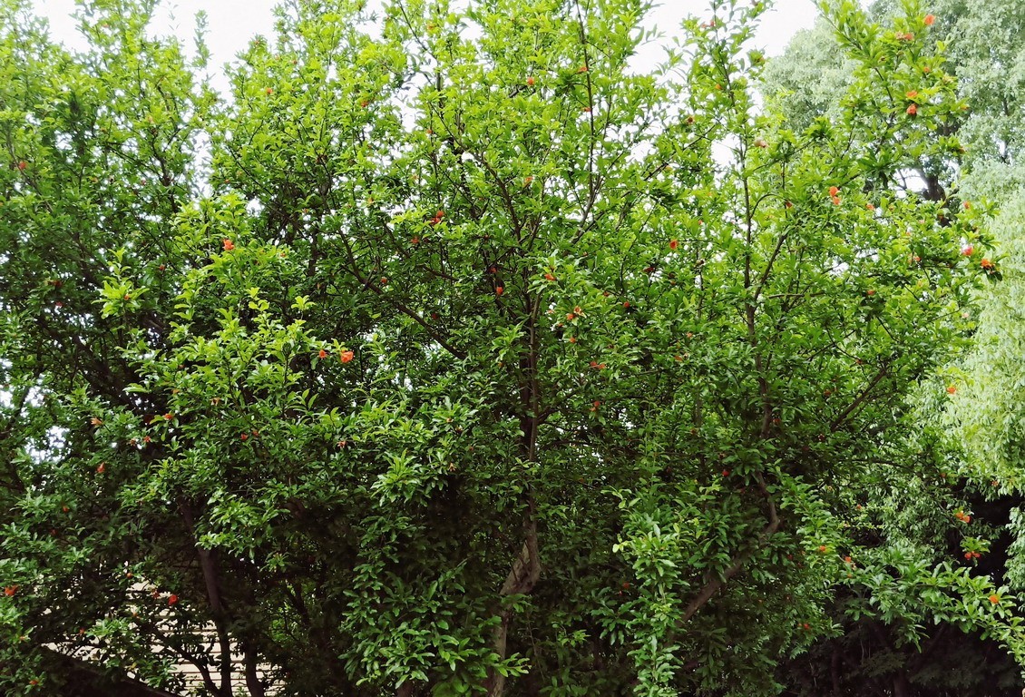 江苏省昆山市花桥天福国家生态湿地公园
