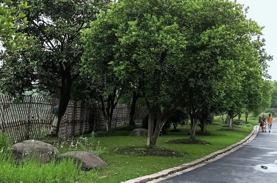 江苏省昆山市花桥天福国家生态湿地公园