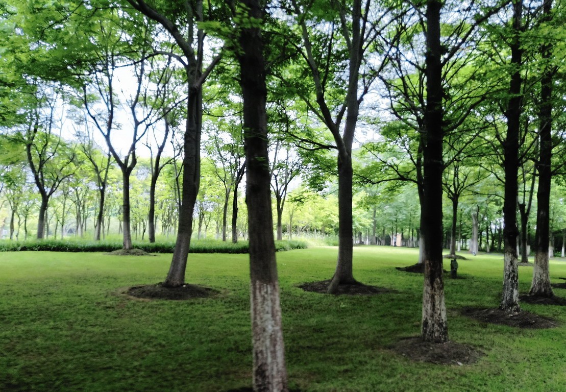 江苏省昆山市花桥天福国家生态湿地公园