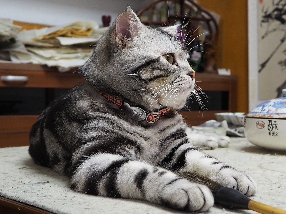 奥林巴斯E-M10 III  斑斑