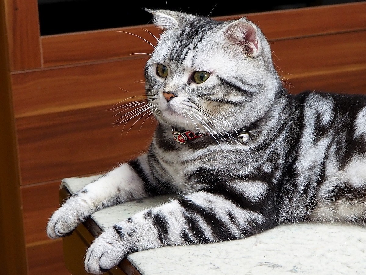 奥林巴斯E-M10 III  斑斑