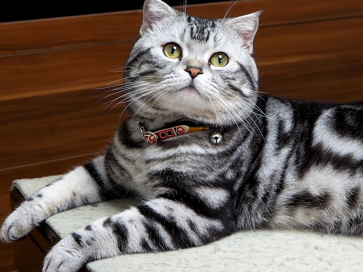 奥林巴斯E-M10 III  斑斑