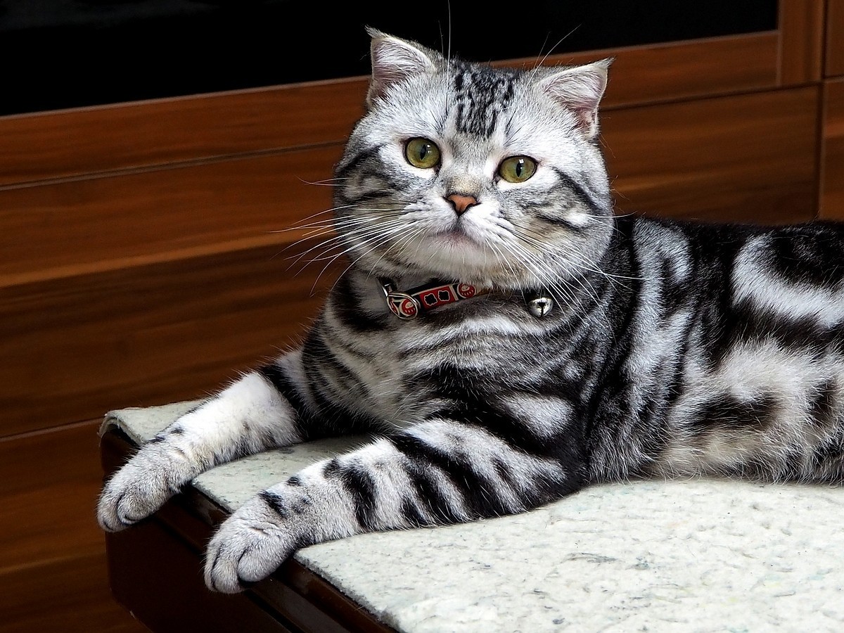 奥林巴斯E-M10 III  斑斑