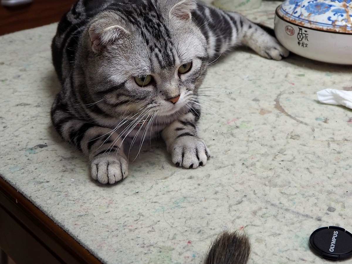 奥林巴斯E-M10 III  斑斑