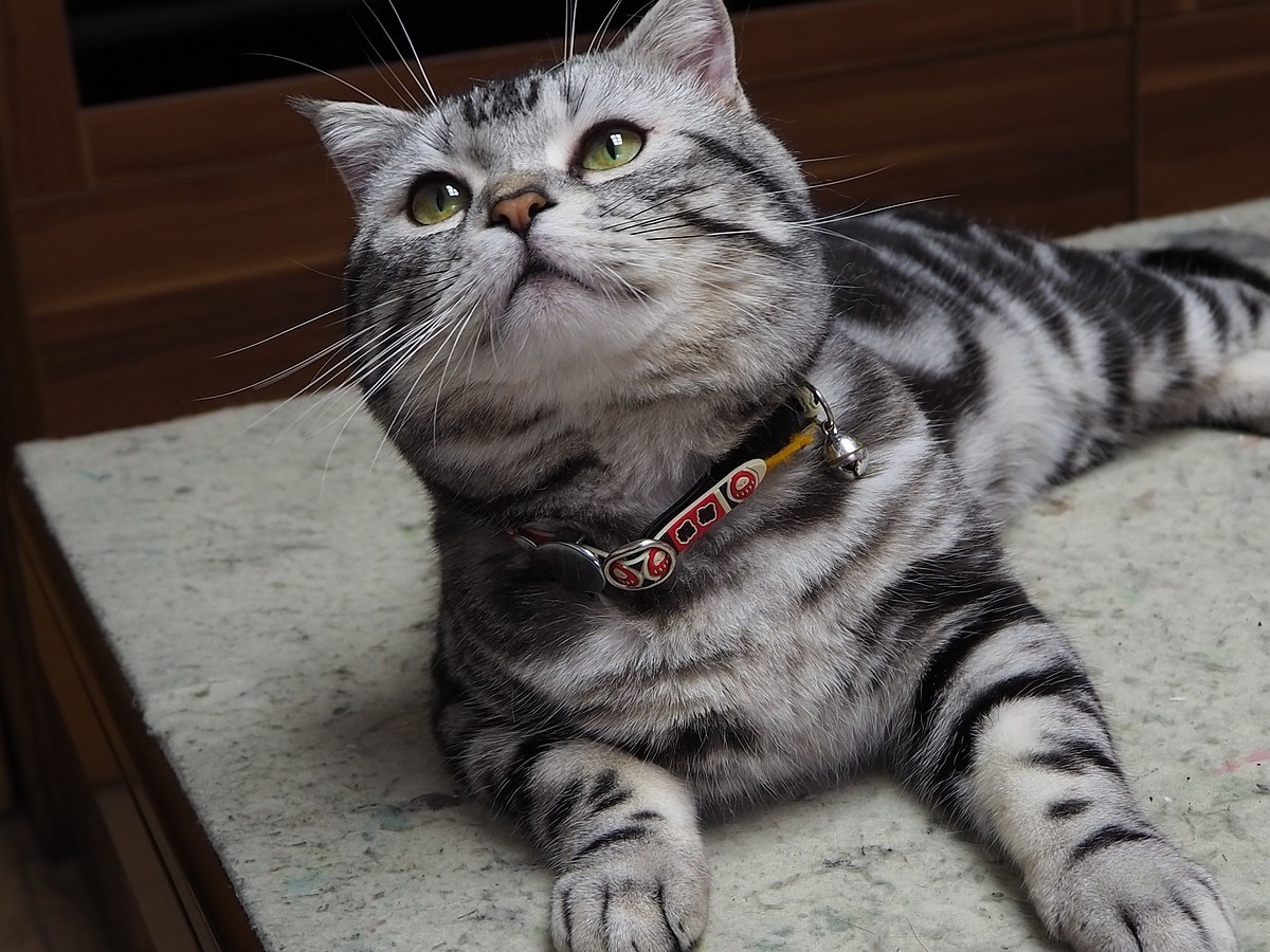 奥林巴斯E-M10 III  斑斑