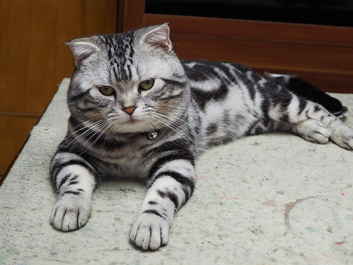 奥林巴斯E-M10 III  斑斑