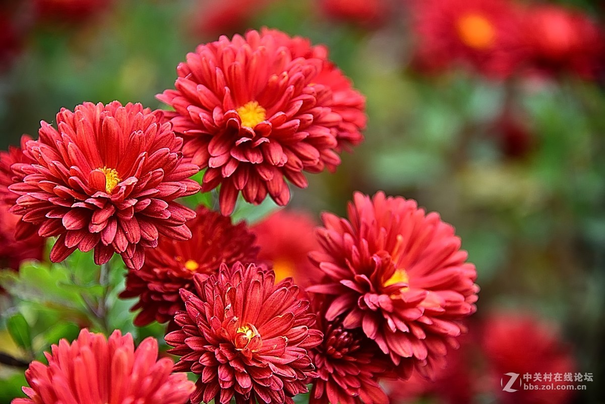 最后的小红菊一