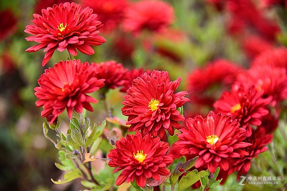 最后的小红菊一