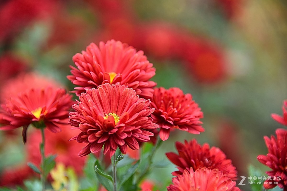 最后的小红菊一