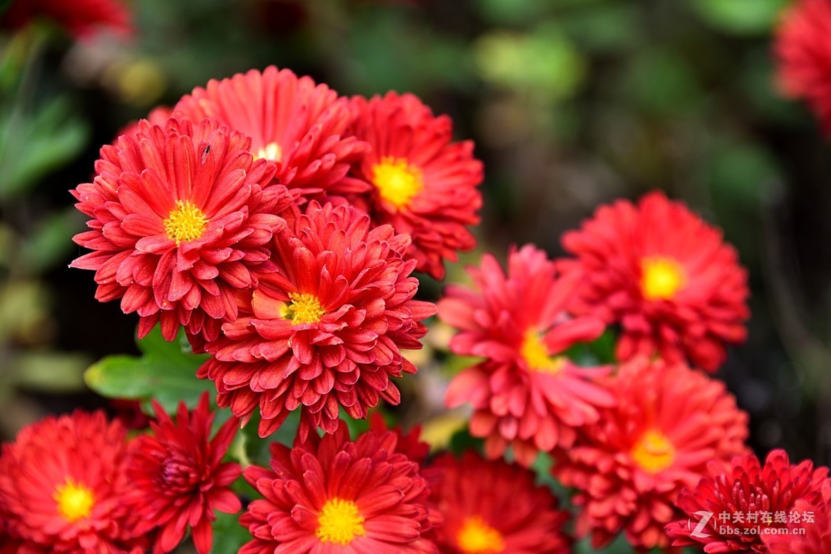 最后的小红菊一