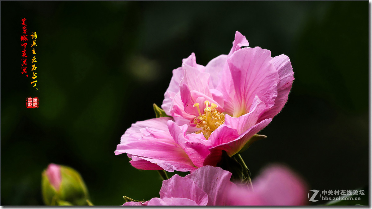 成都市花---芙蓉花