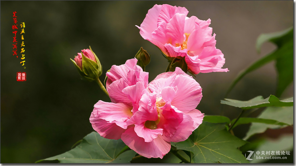 成都市花芙蓉花