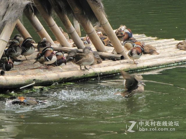 鴛鴦戲水.-中關村在線攝影論壇