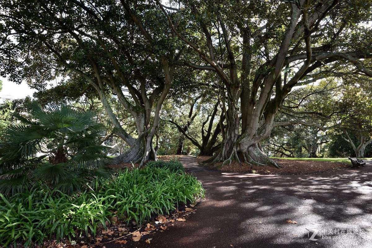 奥克兰阿尔伯特公园