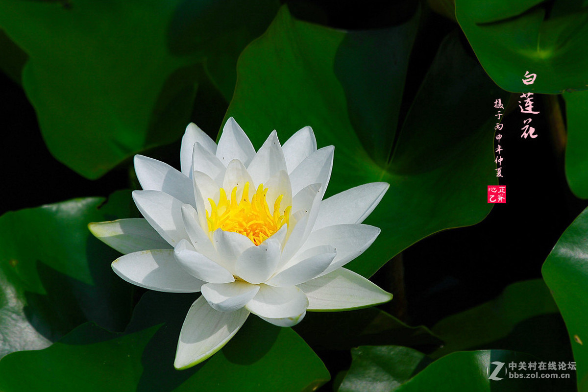 白莲花