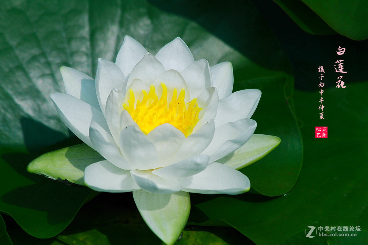 白莲花-中关村在线摄影论坛
