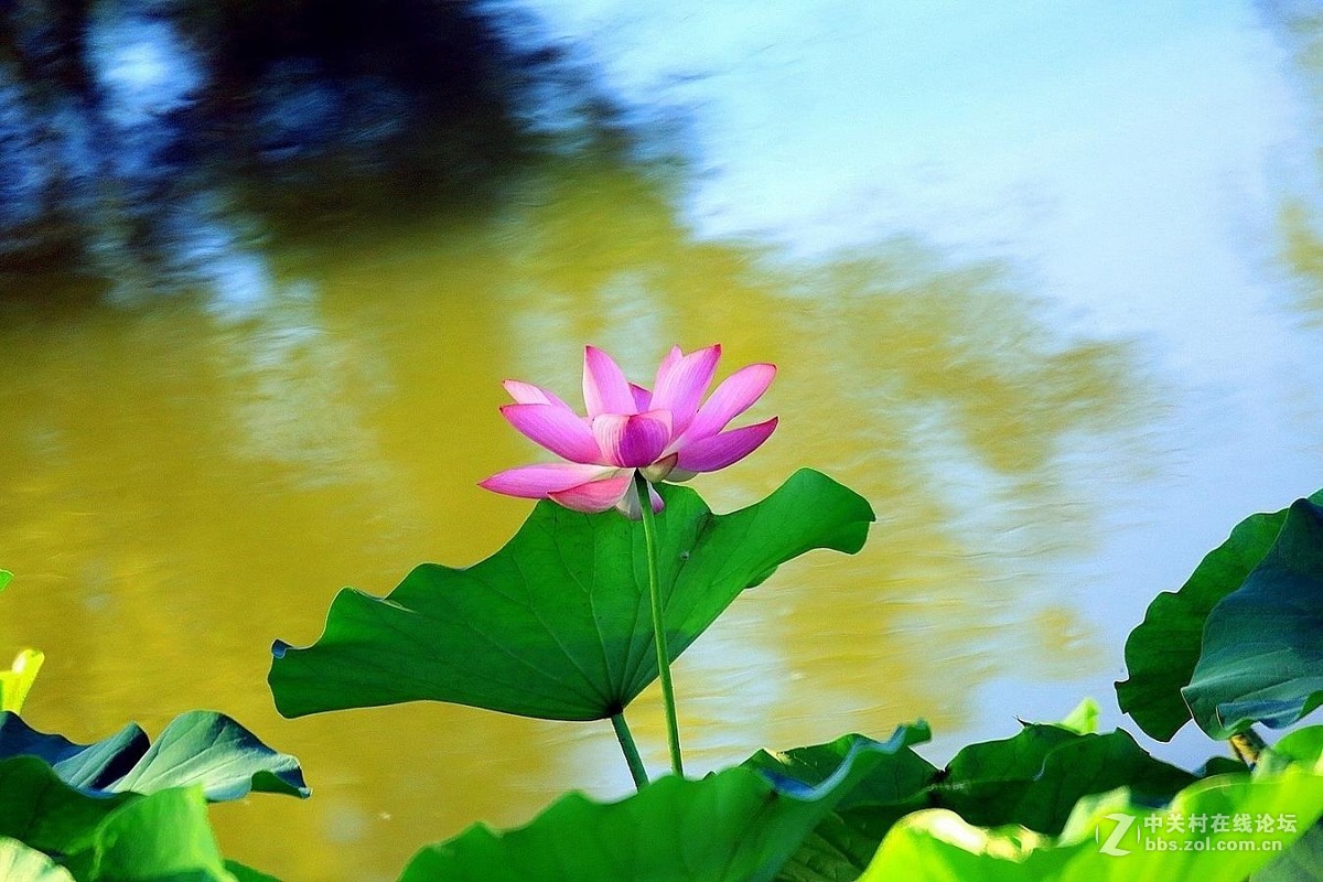 秋荷