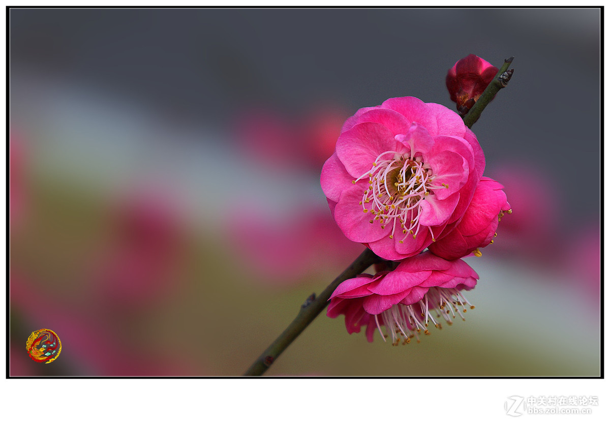 一枝梅花独自芳-中关村在线摄影论坛