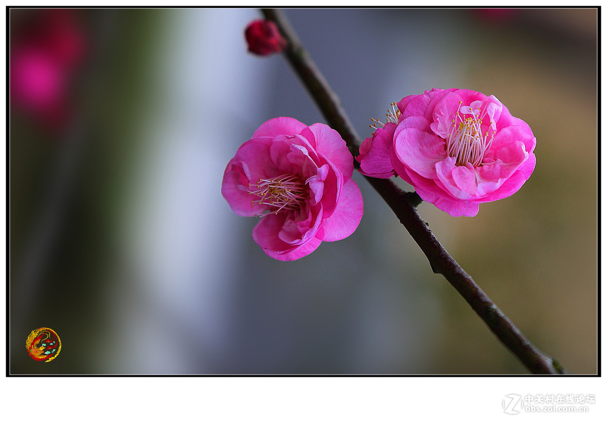 一枝梅花独自芳-中关村在线摄影论坛